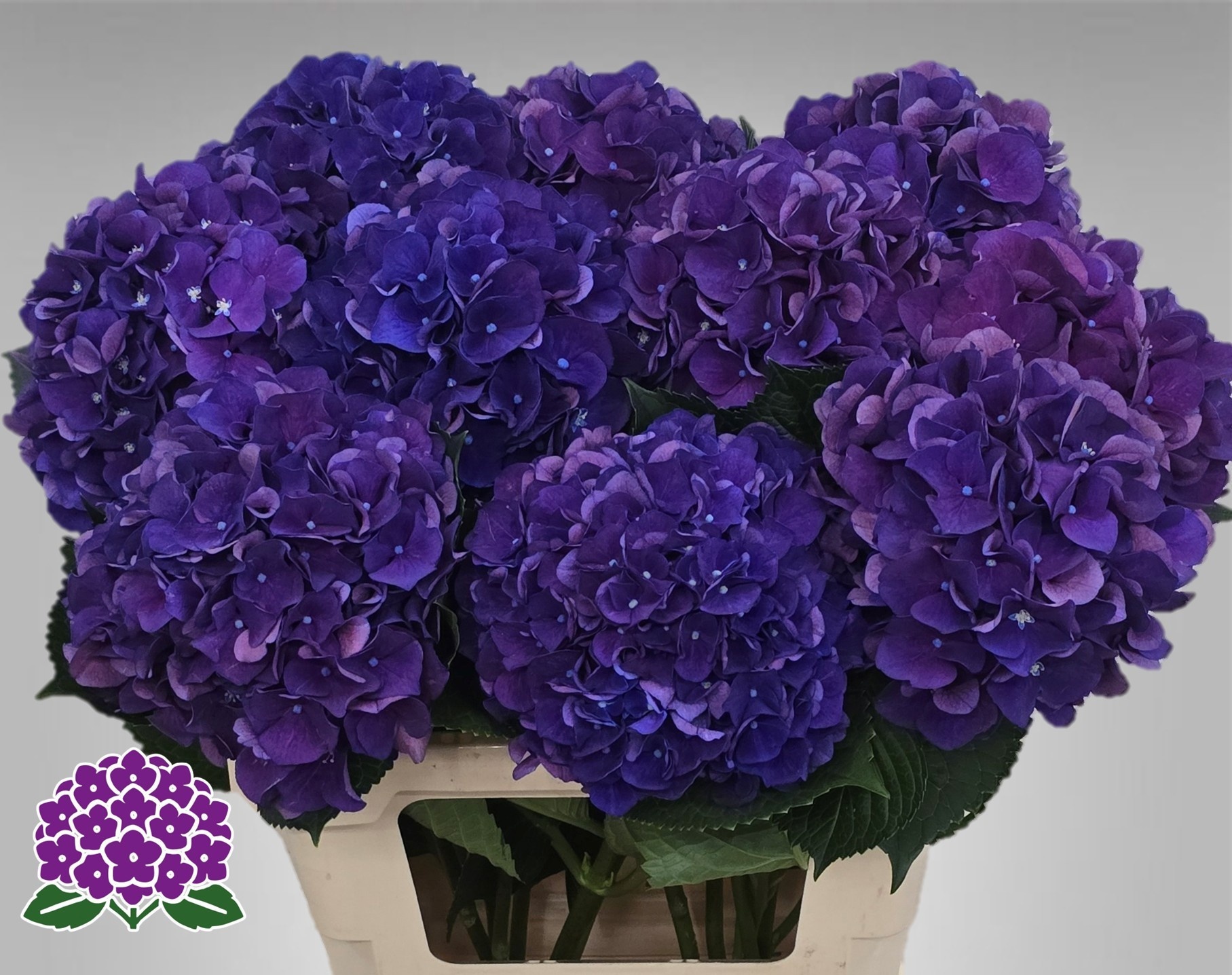 Hydrangea Royal King 60cm 15Ø