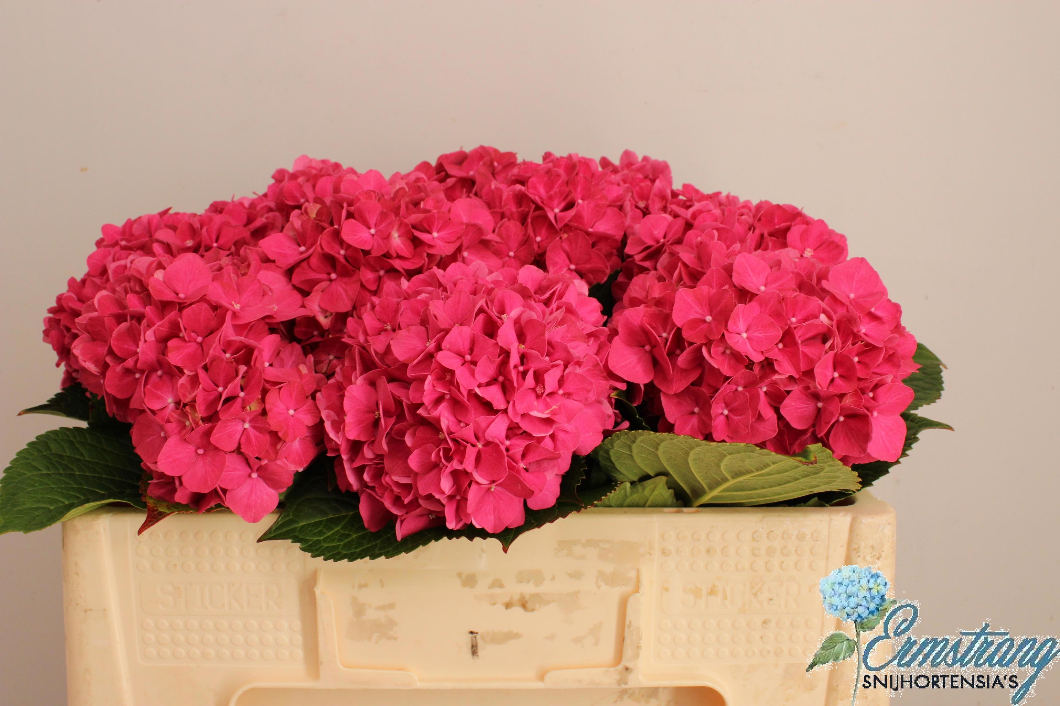 Hydrangea Glowing Alps Pink 50cm 14Ø