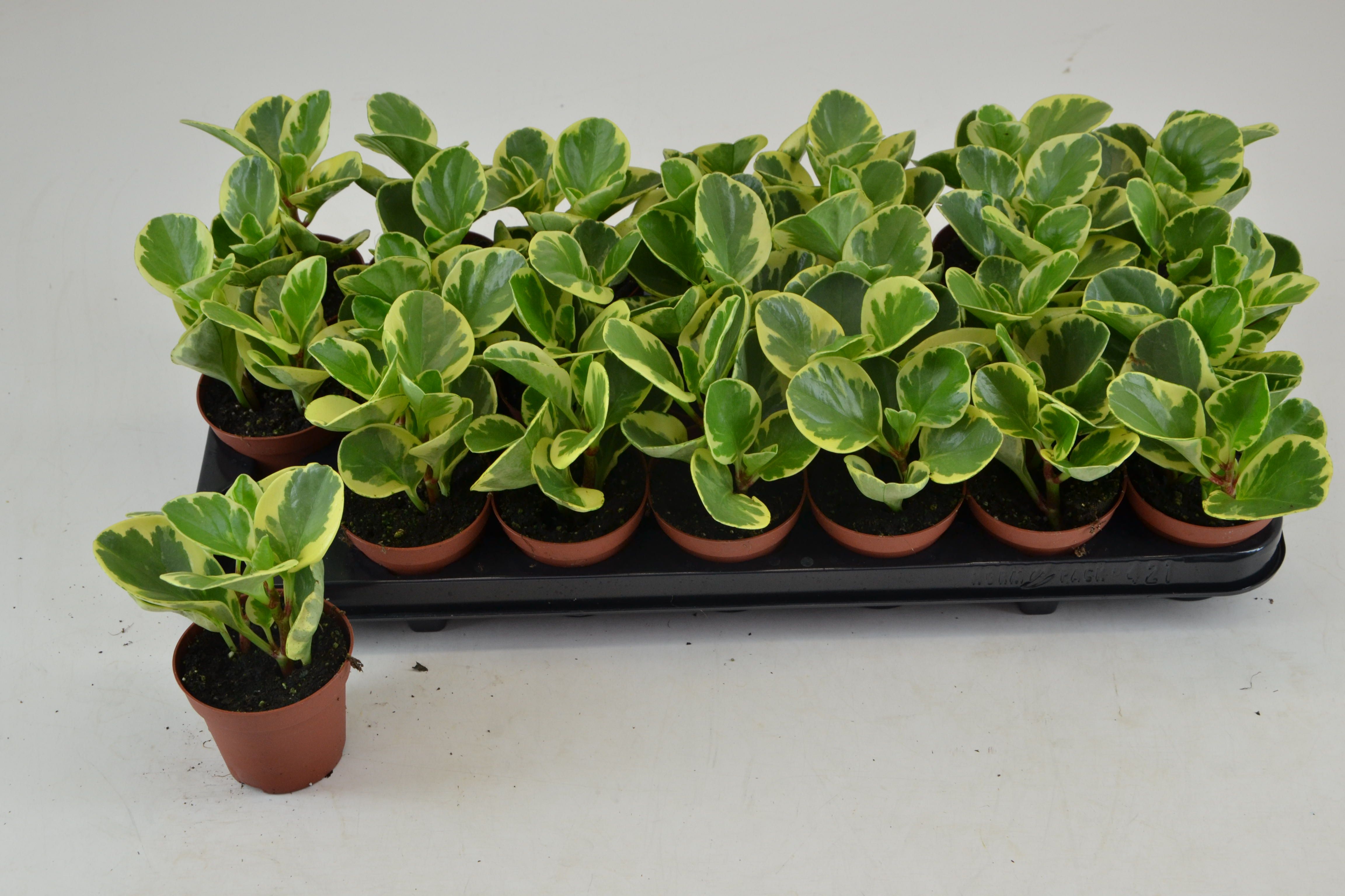 Pep Obt Variegata 508P 15H