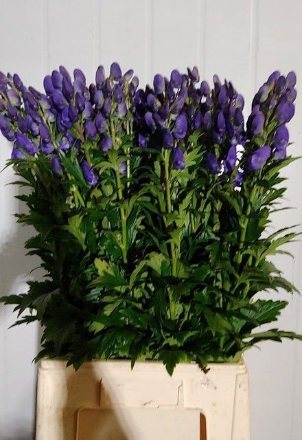 Aconitum Arensi 90cm