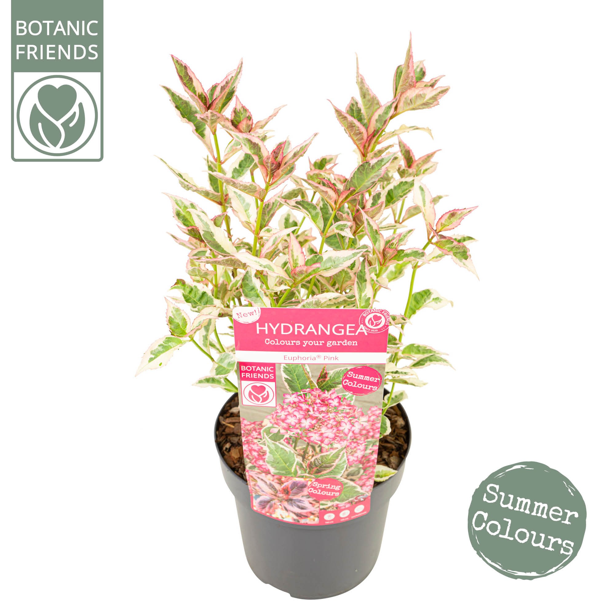 Picture of Hydrangea serrata Euphoria Pink P19 (3 Ltr)