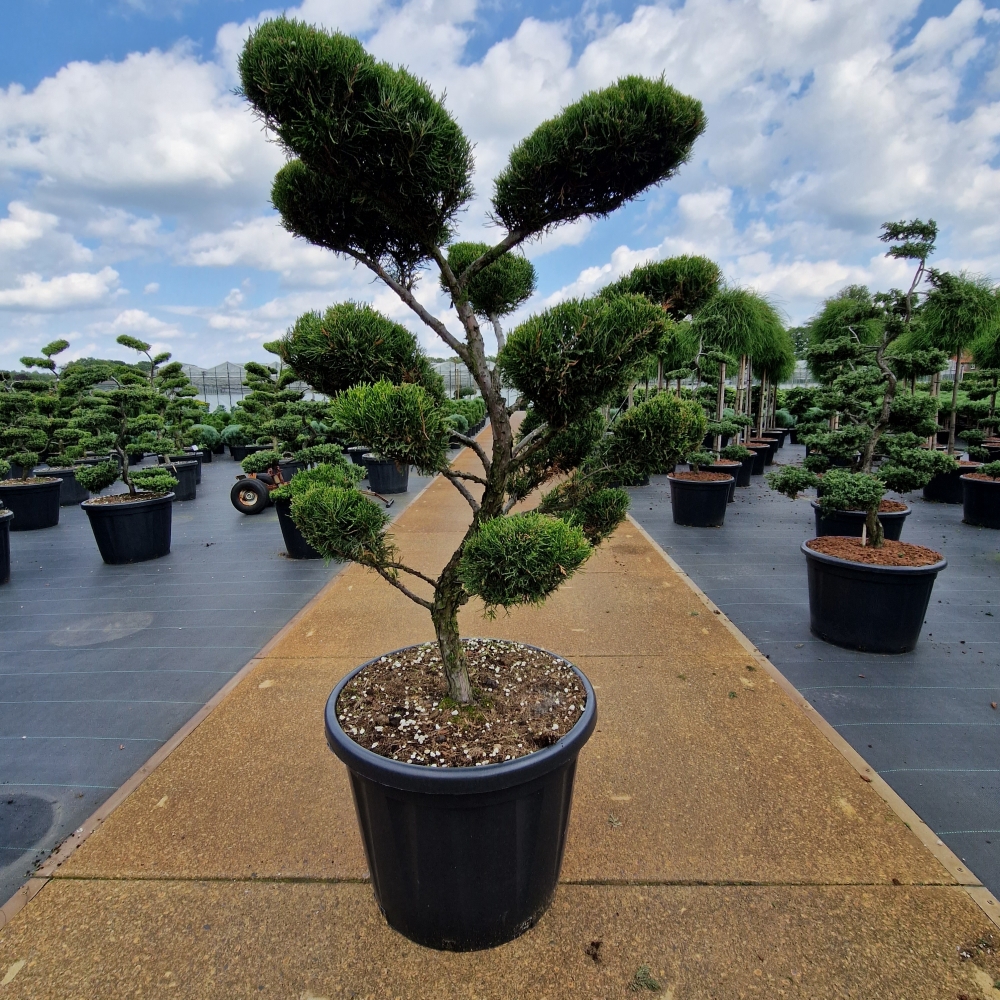 Picture of Juniperus med. Mint Julep C80 BONSAI-100/120 (LOOSE)