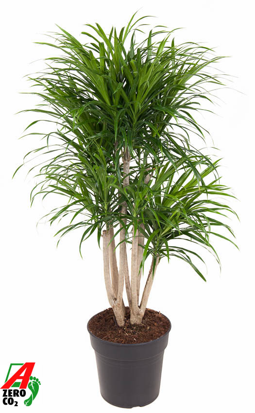 Picture of Dracaena Anita variegata branched P27 120CM (LOOSE)