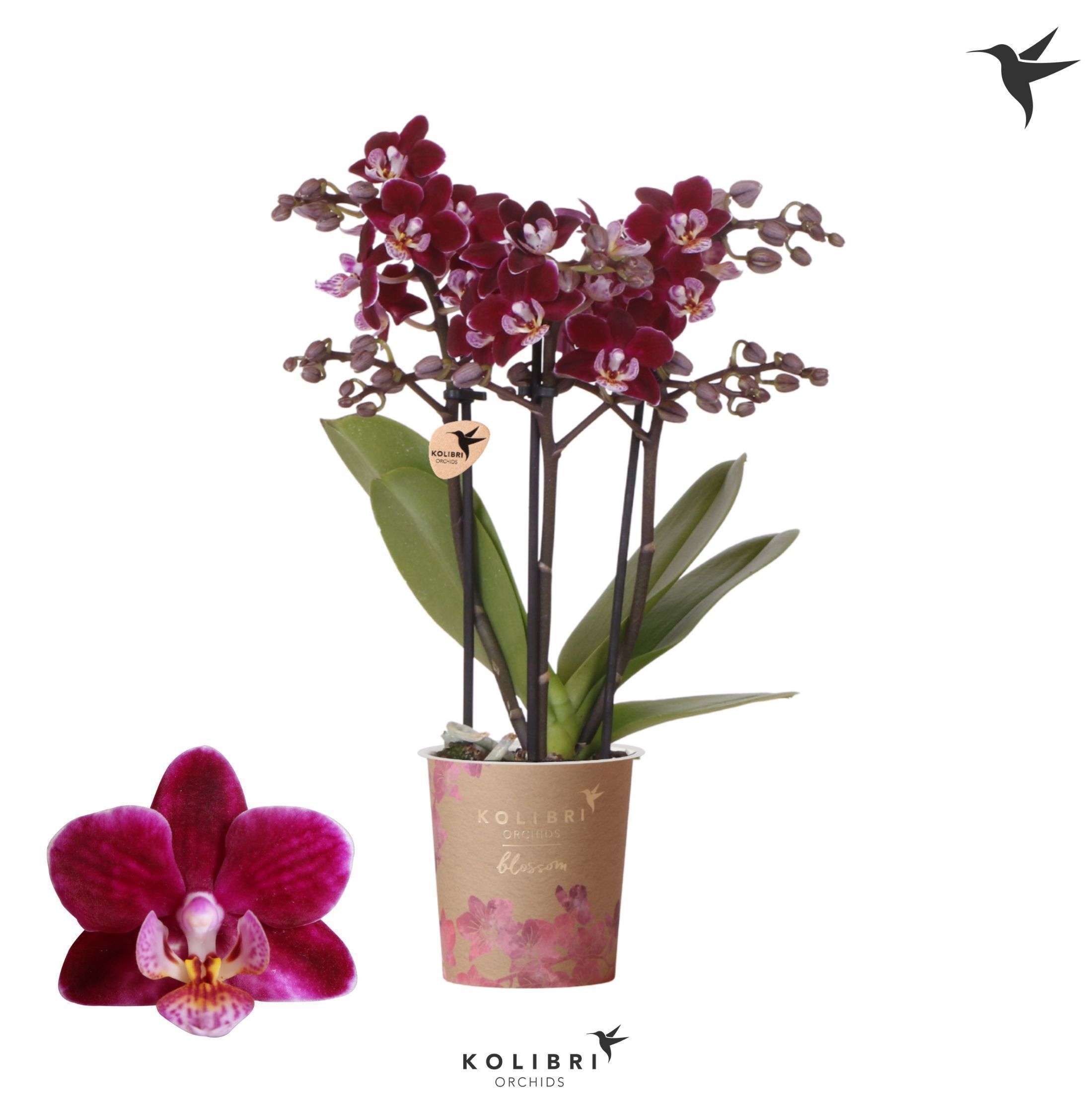 Phalaenopsis Kolibri Orchids Phalaenopsis Blossom Bonaire 3 spike