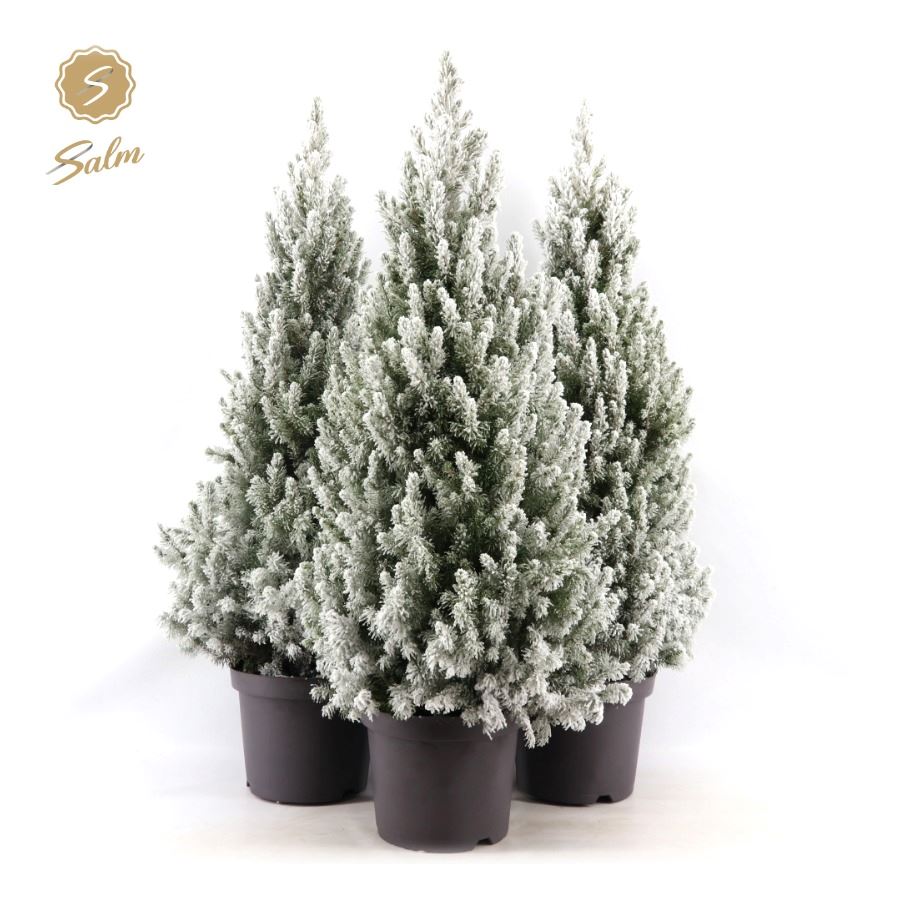 Picture of Picea gl. 'December'® P26 80/90 + Snow