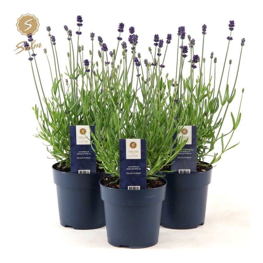 Picture of Lavandula ang. 'Felice'® Collection P12