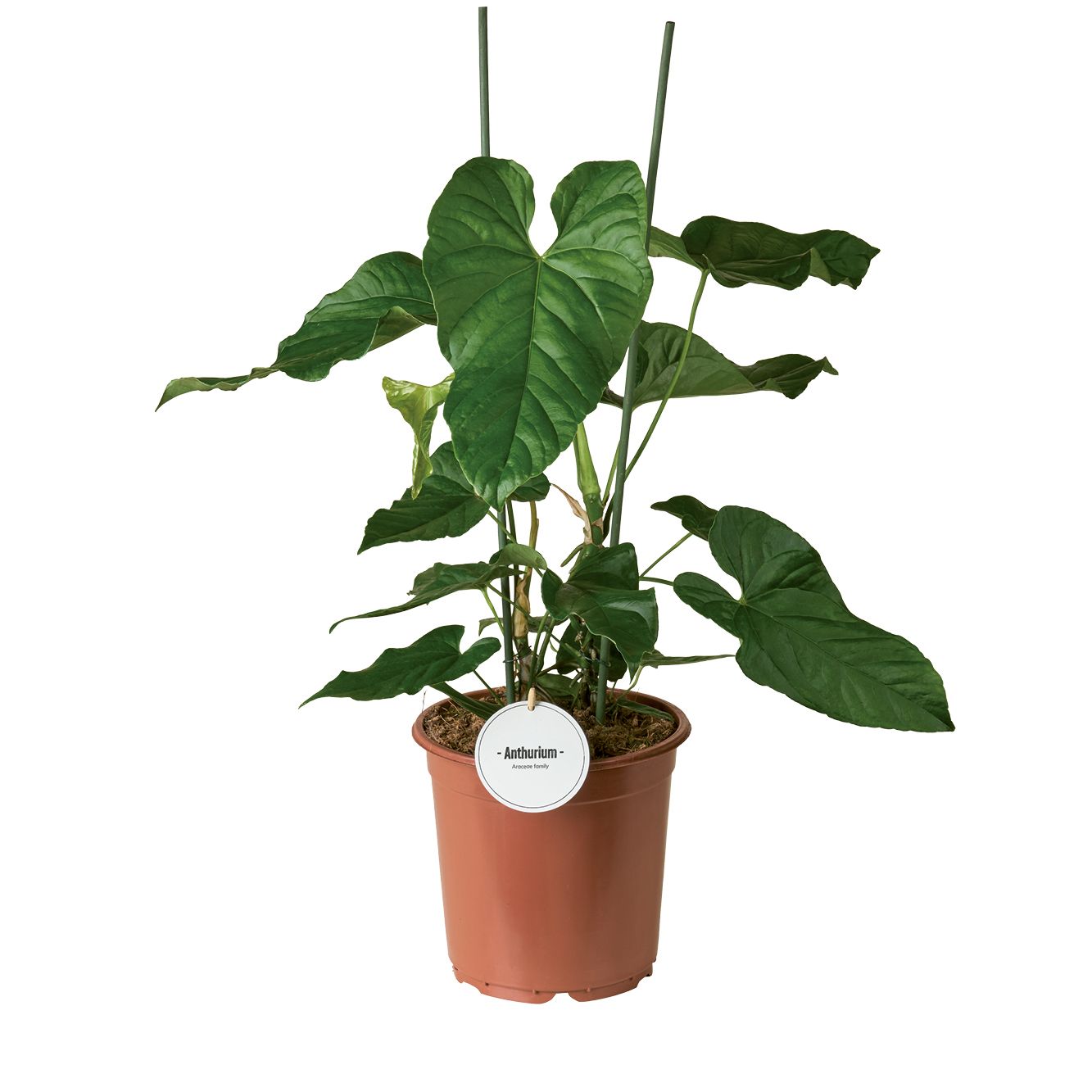 monstera constellation plant Monstera deliciosa Thai Constellation – Plant Material main image 1