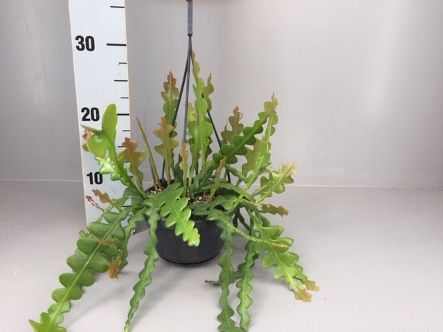 Epiphyllum anguliger