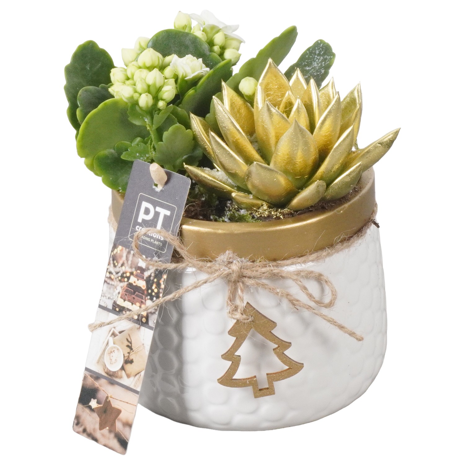 Picture of PTKB9363 Arrangement X-Mas in ceramic pot P11 16CM