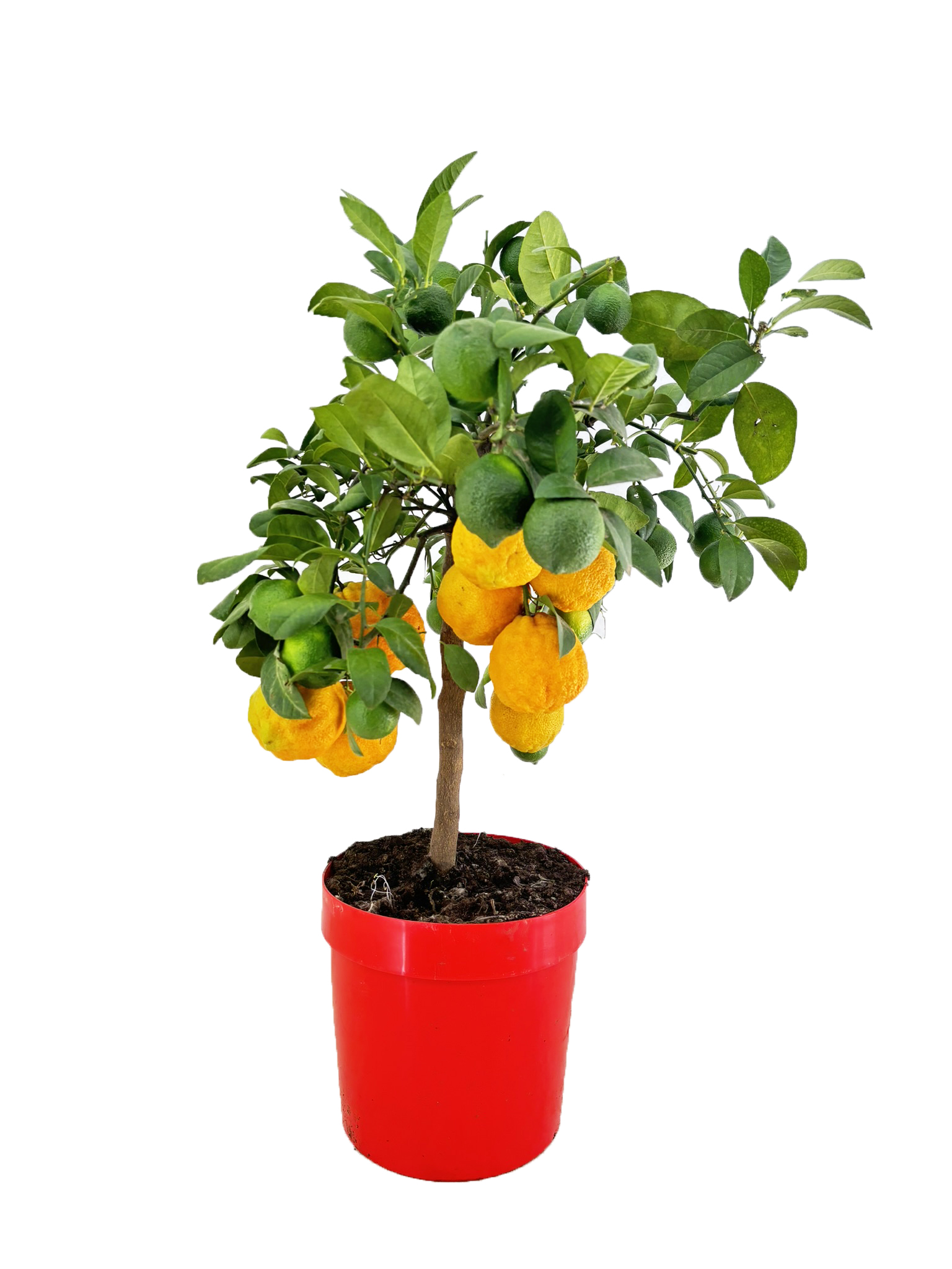 Picture of Citrus lemon rosso P21 (4 Ltr)