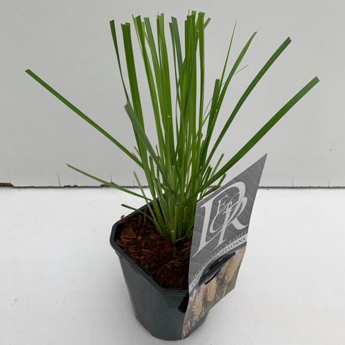 Cortaderia Selloana p13 Cammeraat