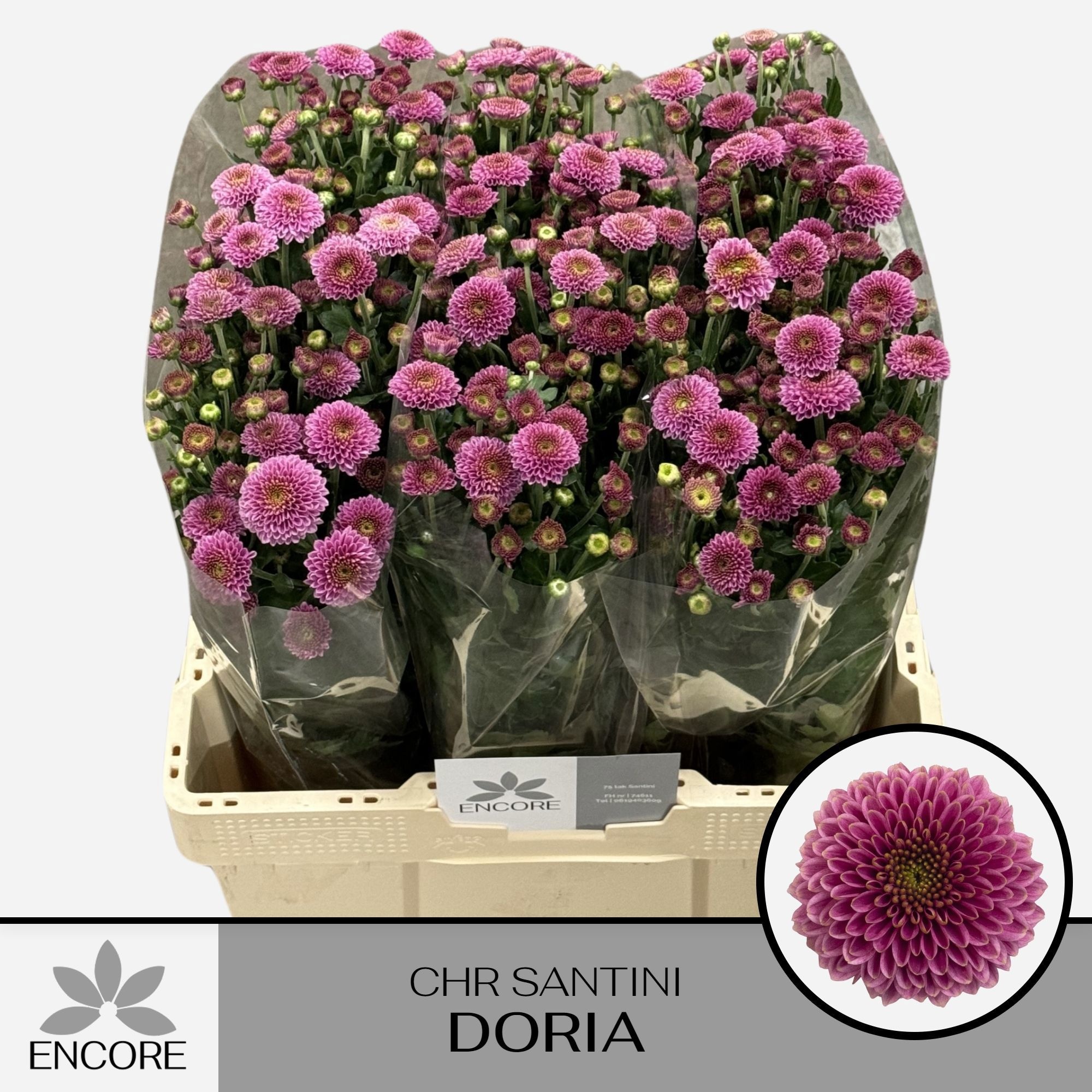 Chrysanthemum Santini Doria