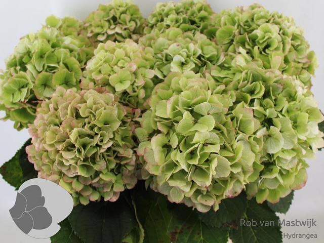 Hydrangea Verena Classic Red Green 80cm 20Ø