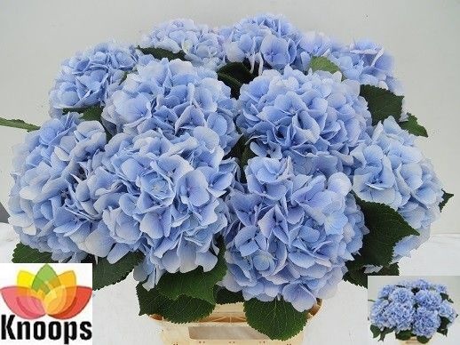 Hydrangea Verena Blue 80cm 21Ø