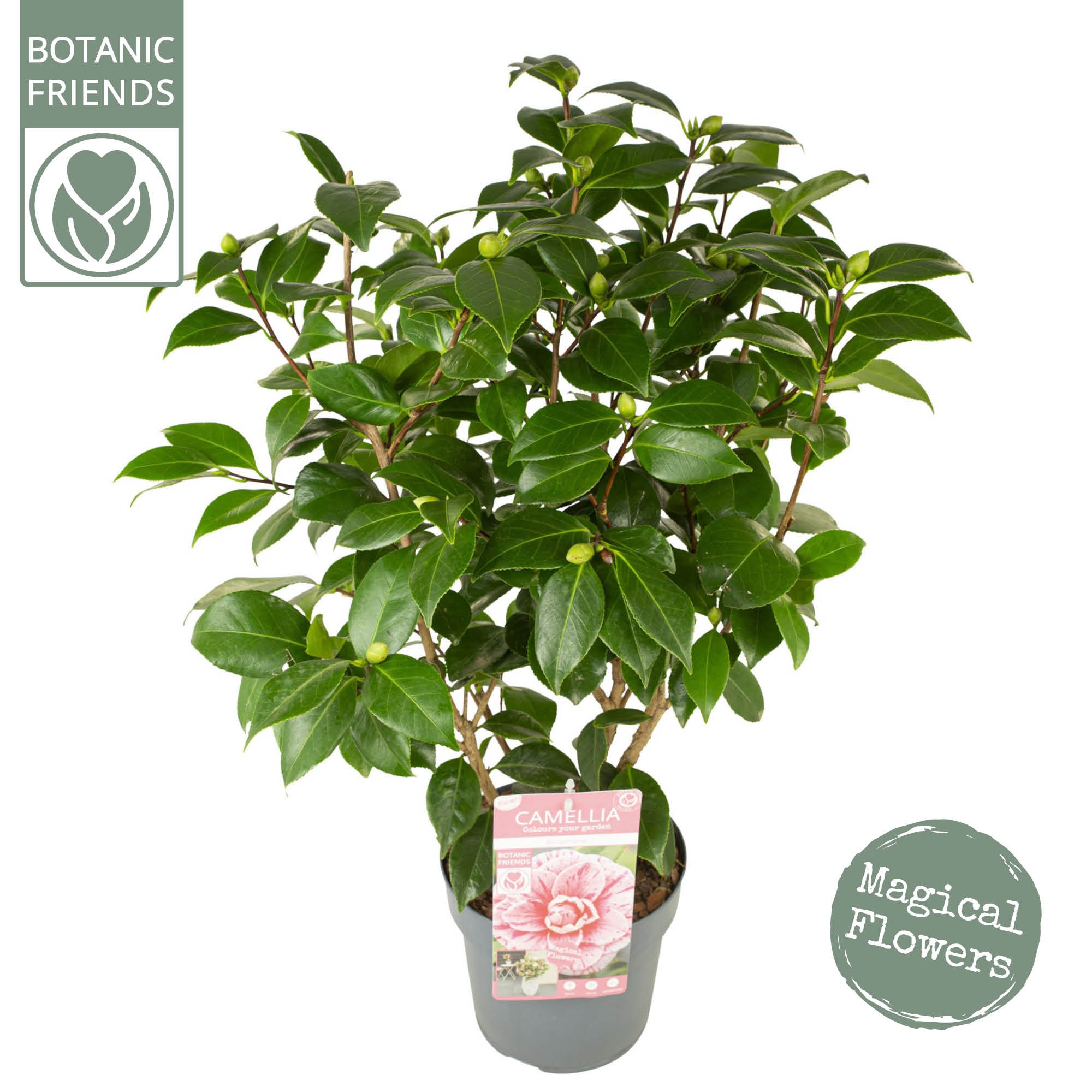 Picture of Camellia jap. 'Bonomiana' Premium