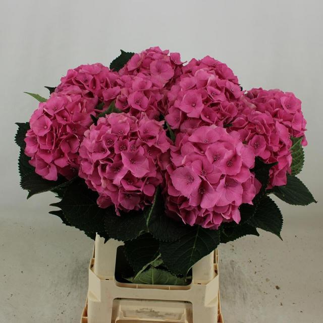 Hydrangea Royal Palace 60cm 19Ø