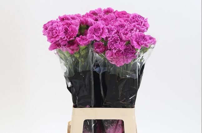 Dianthus St Farida 60cm