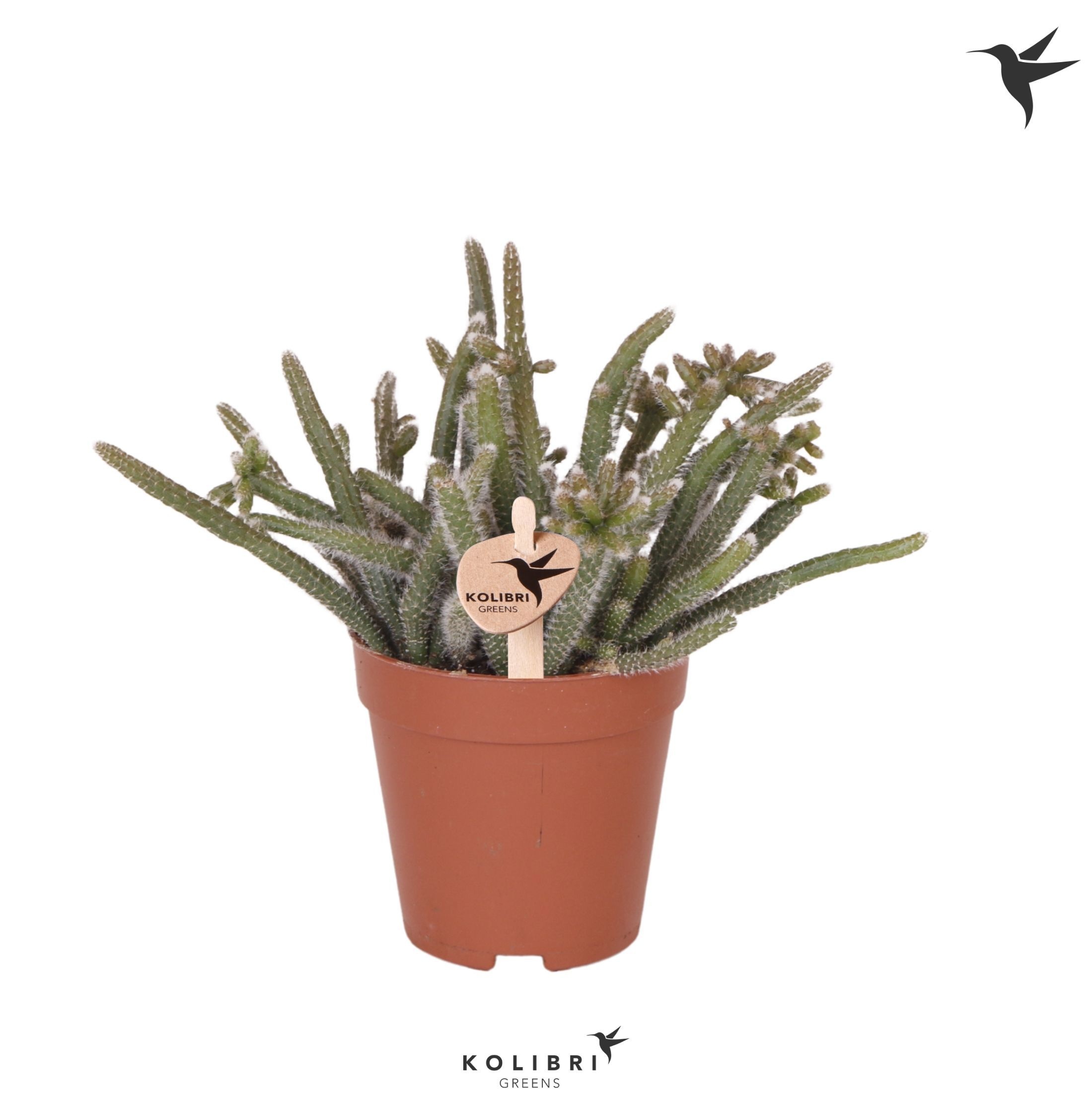 Rhipsalis Kolibri Greens Rhipsalis Baccifera Horrida