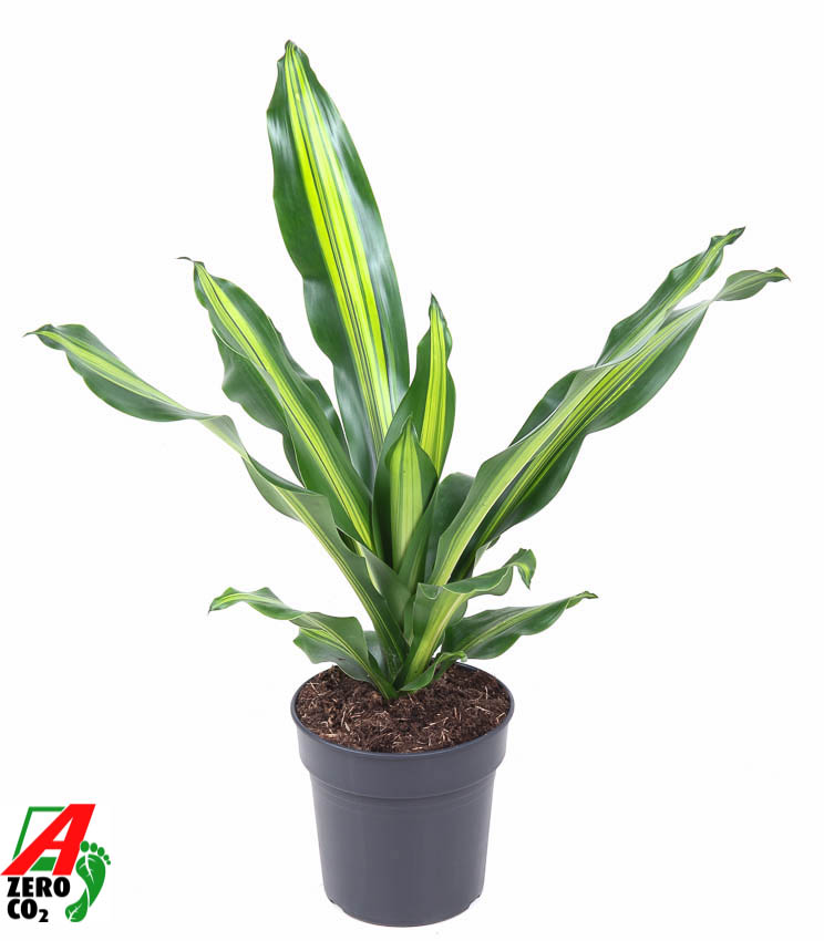 Picture of Dracaena Burley P19 70CM (LOOSE)