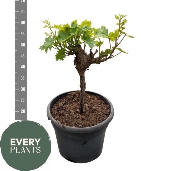 Vitis vinifera VITIS VINIFERA | Gardenline