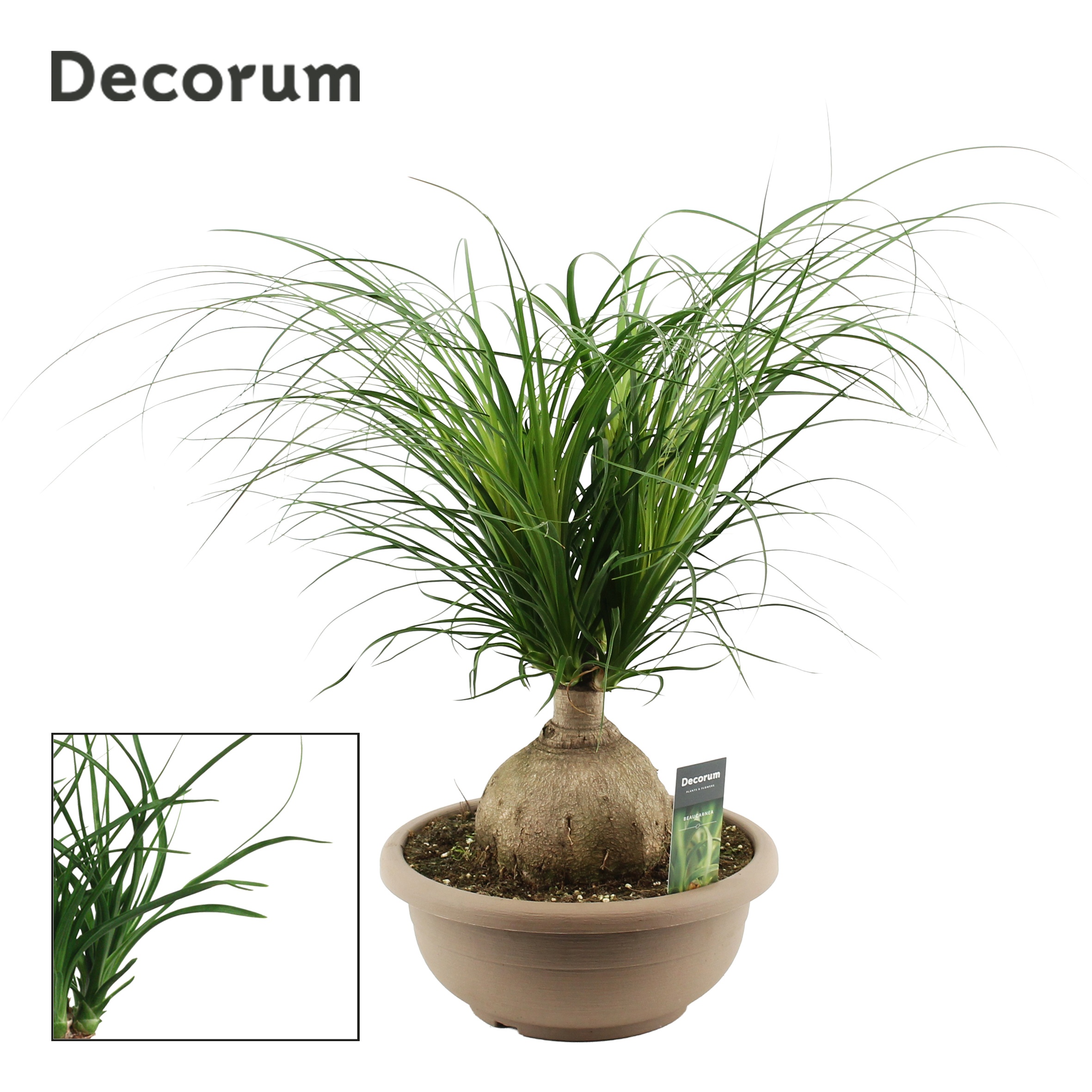 Beaucarnea Bol (Decorum)