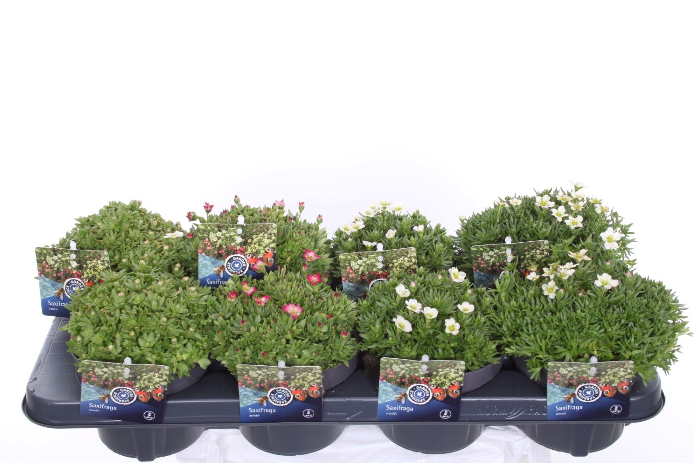 Picture of Saxifraga mix in tray