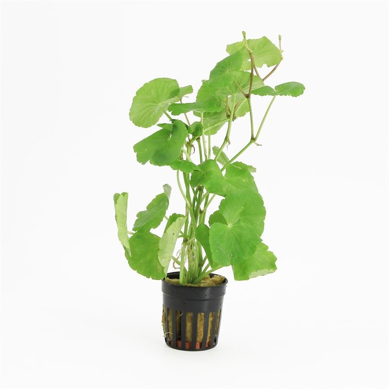 Hydrocotyle leucocephala