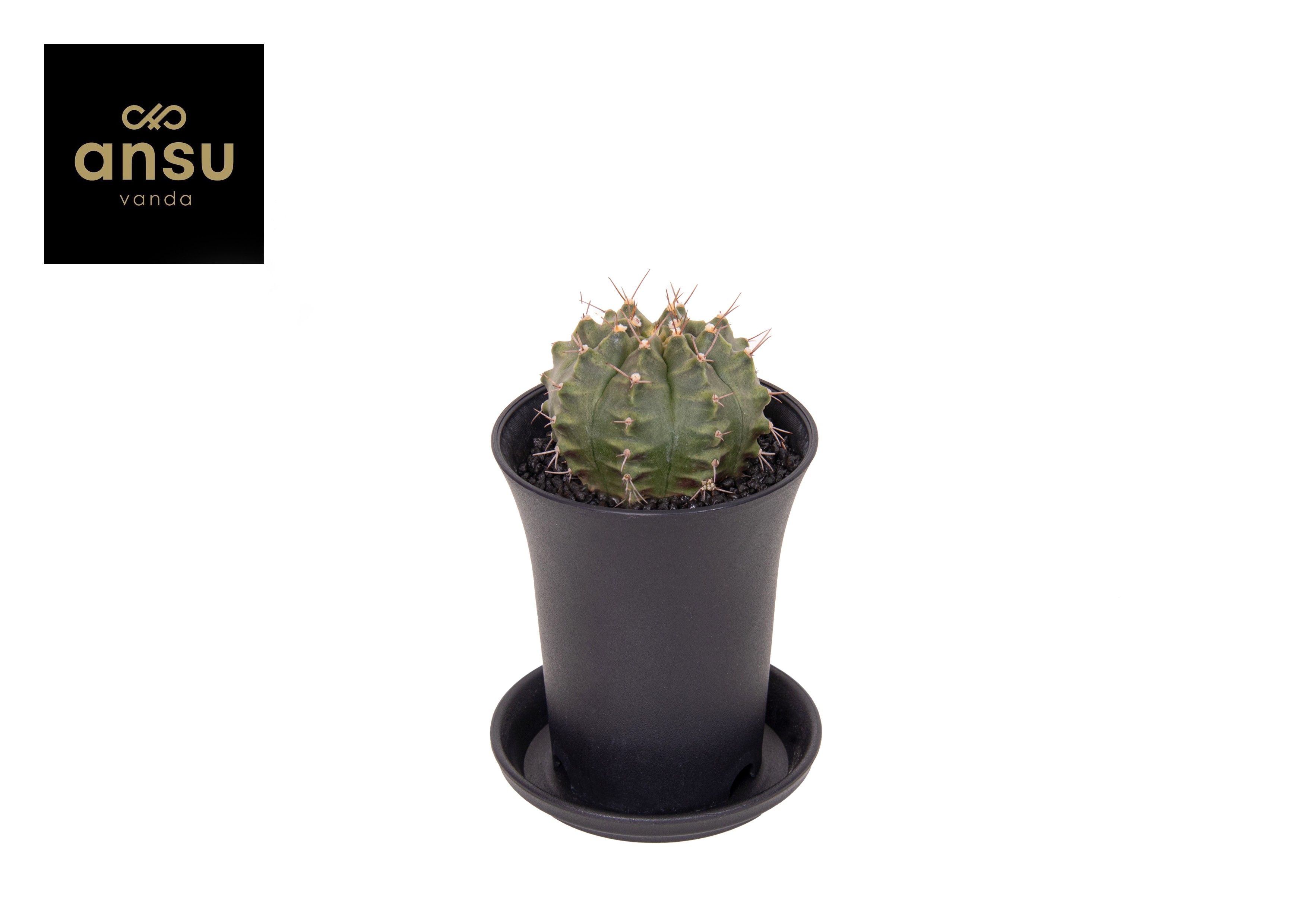 Picture of Gymno Cactus Wheel P7.5 13CM