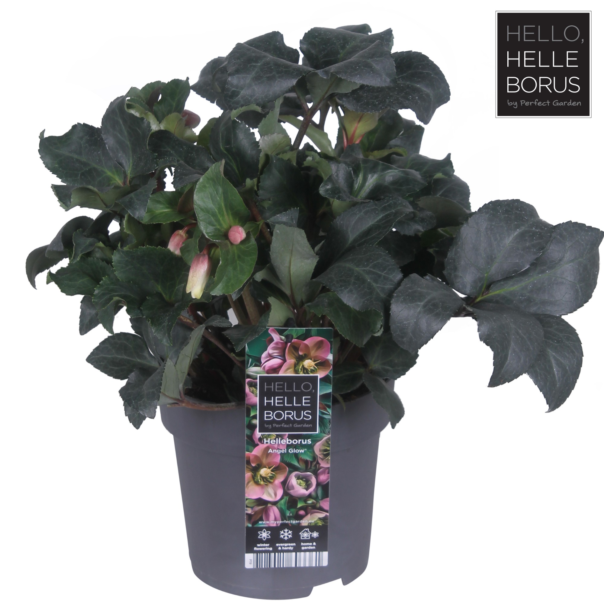 Picture of Helleborus Angel Glow P19 (3 Ltr) (LOOSE)