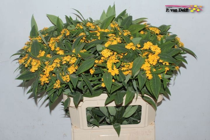 Euphorbia Fu Cream Ye R T 80cm