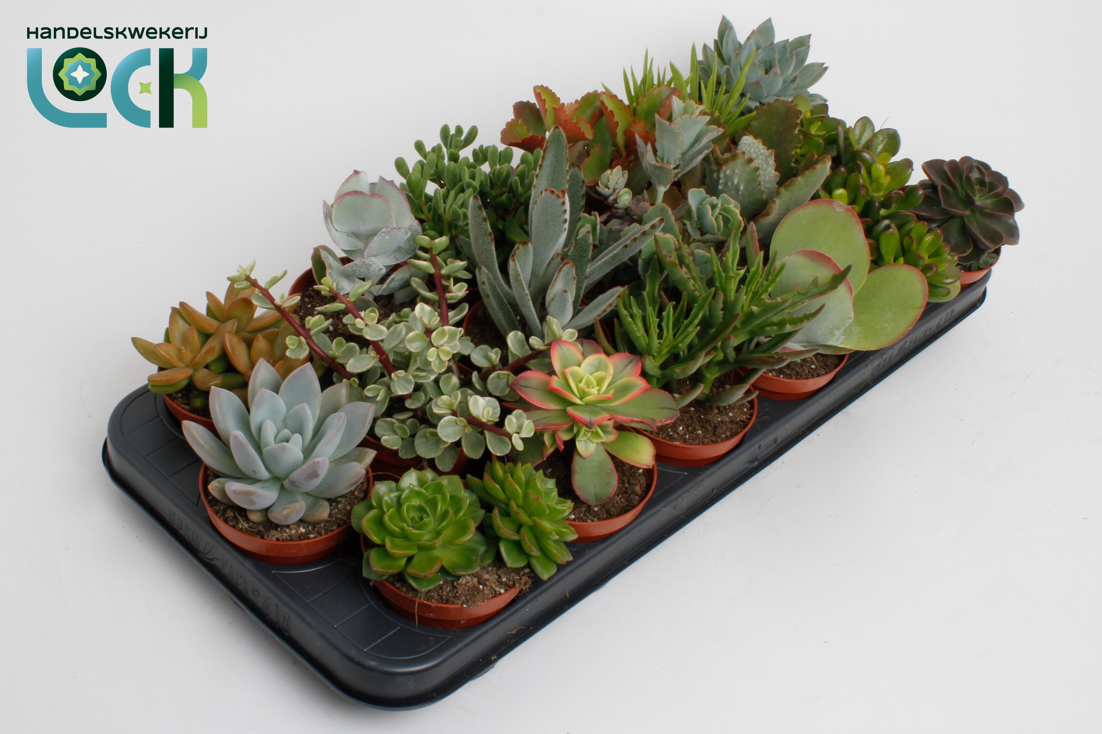 Succ Gem 8 Srt 508Ø 15cm