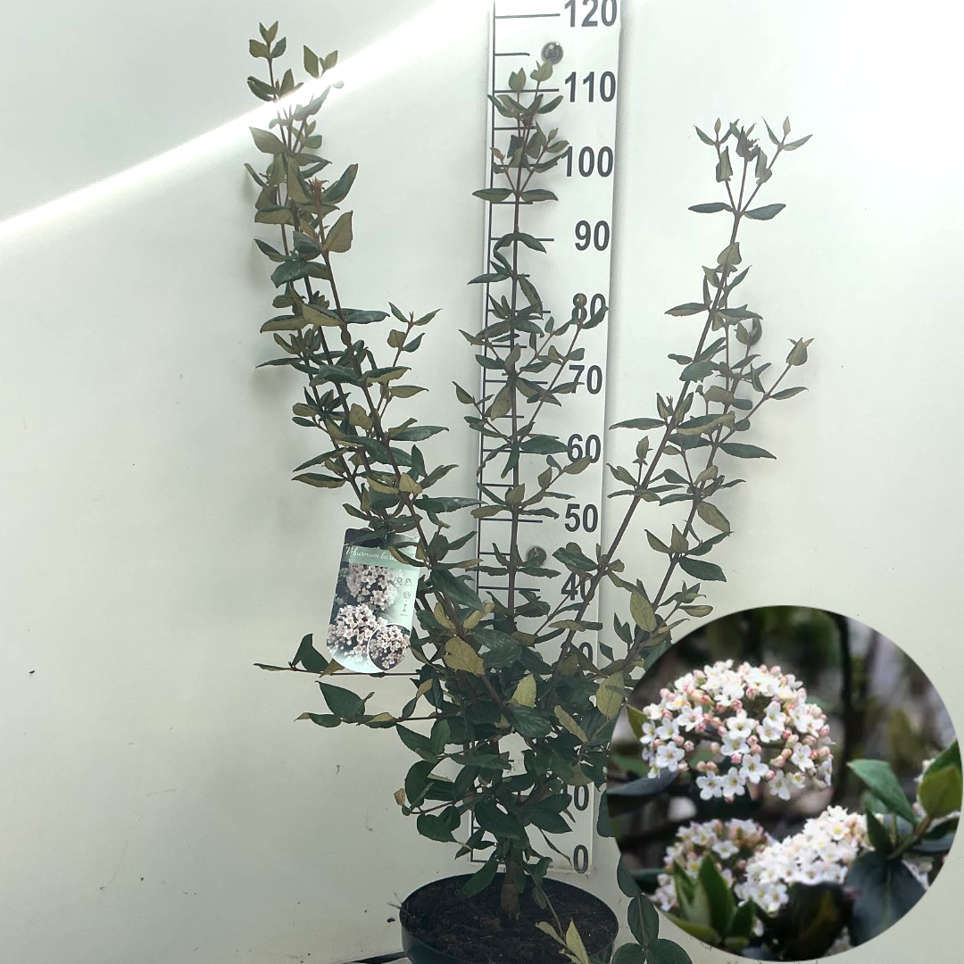 Viburnum burkwoodii