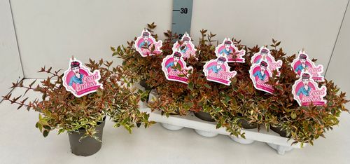 Abelia Lady Peach p11 Key