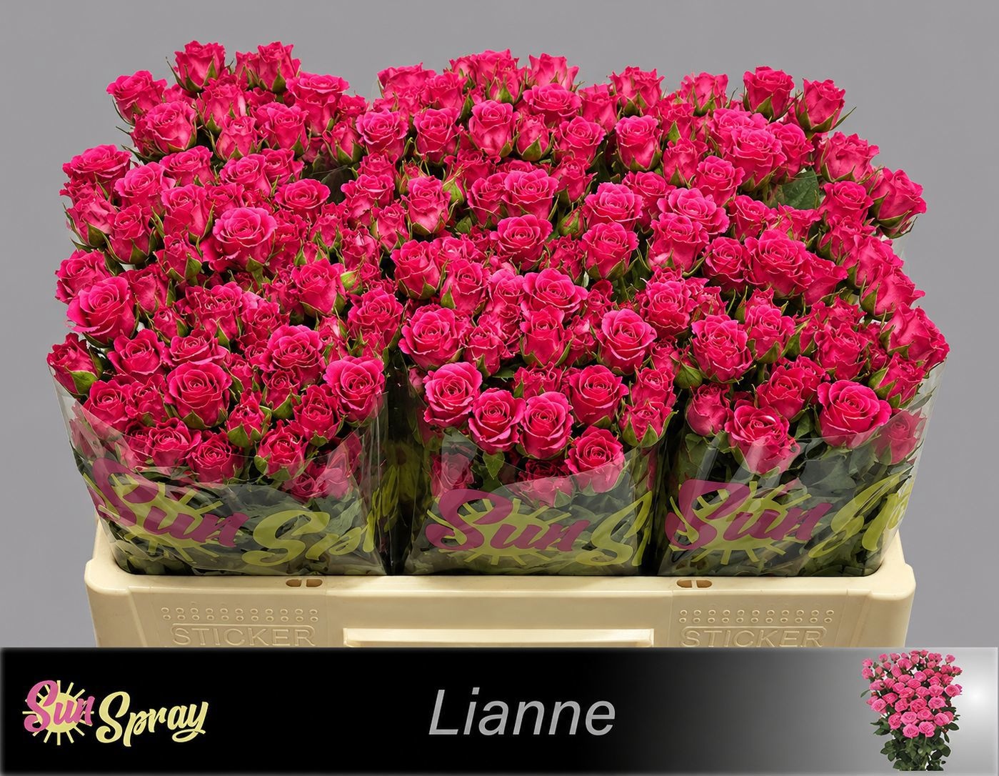 Rosa Spr Lianne 50cm