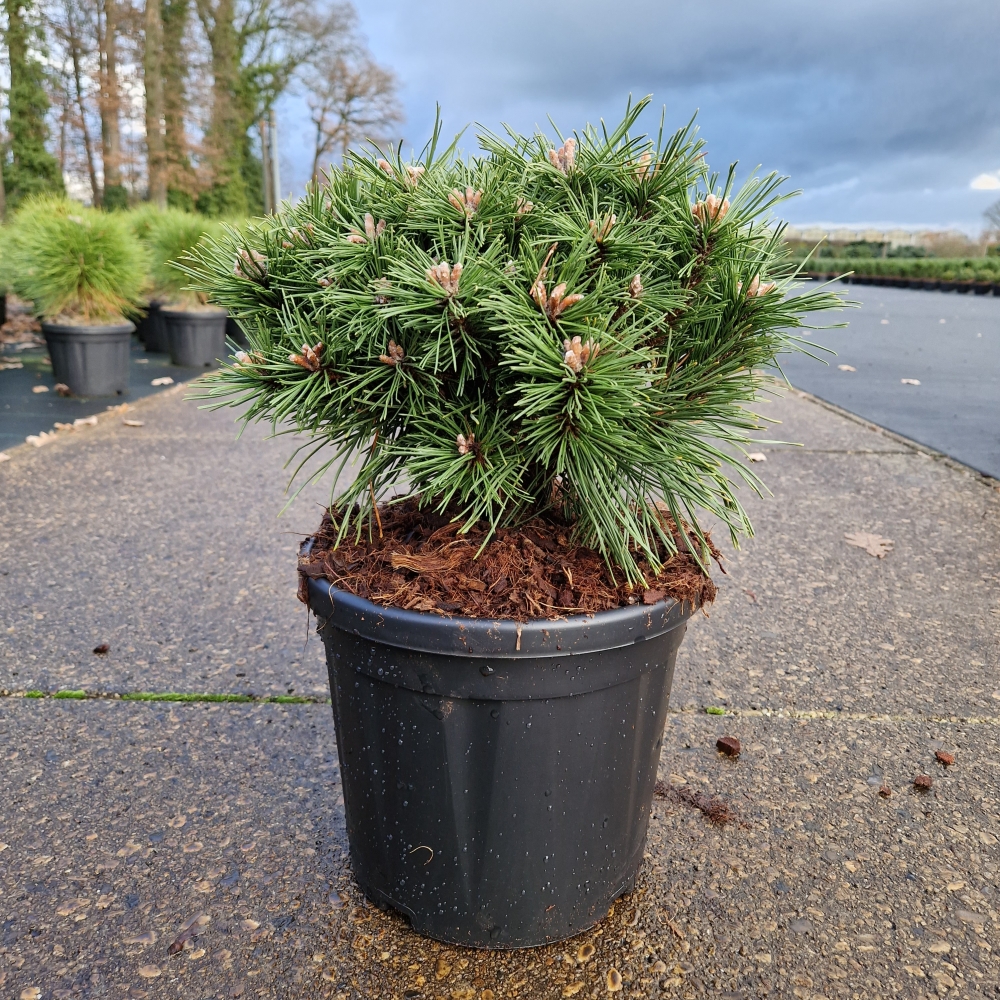 Picture of Pinus mugo Benjamin C8 25/+ (LOOSE)