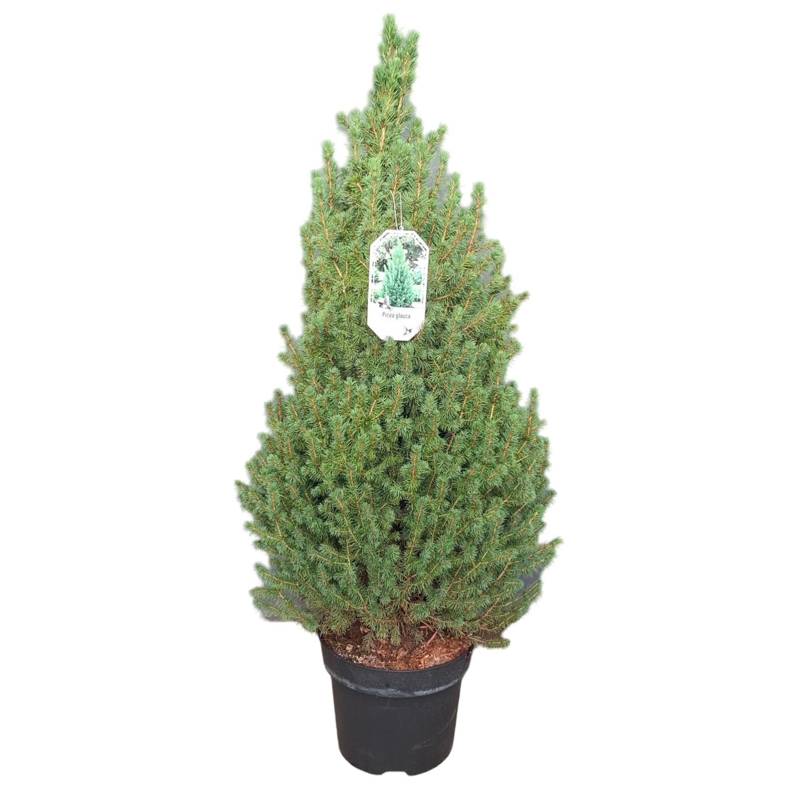 Picture of Picea abies 'Conica'