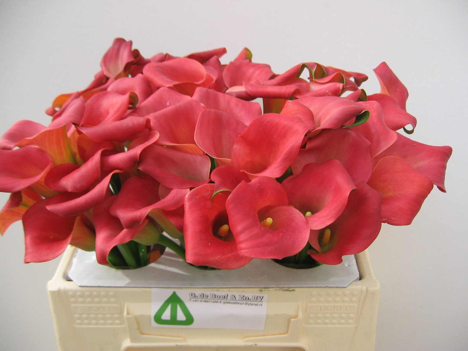 Calla Nashville 35cm