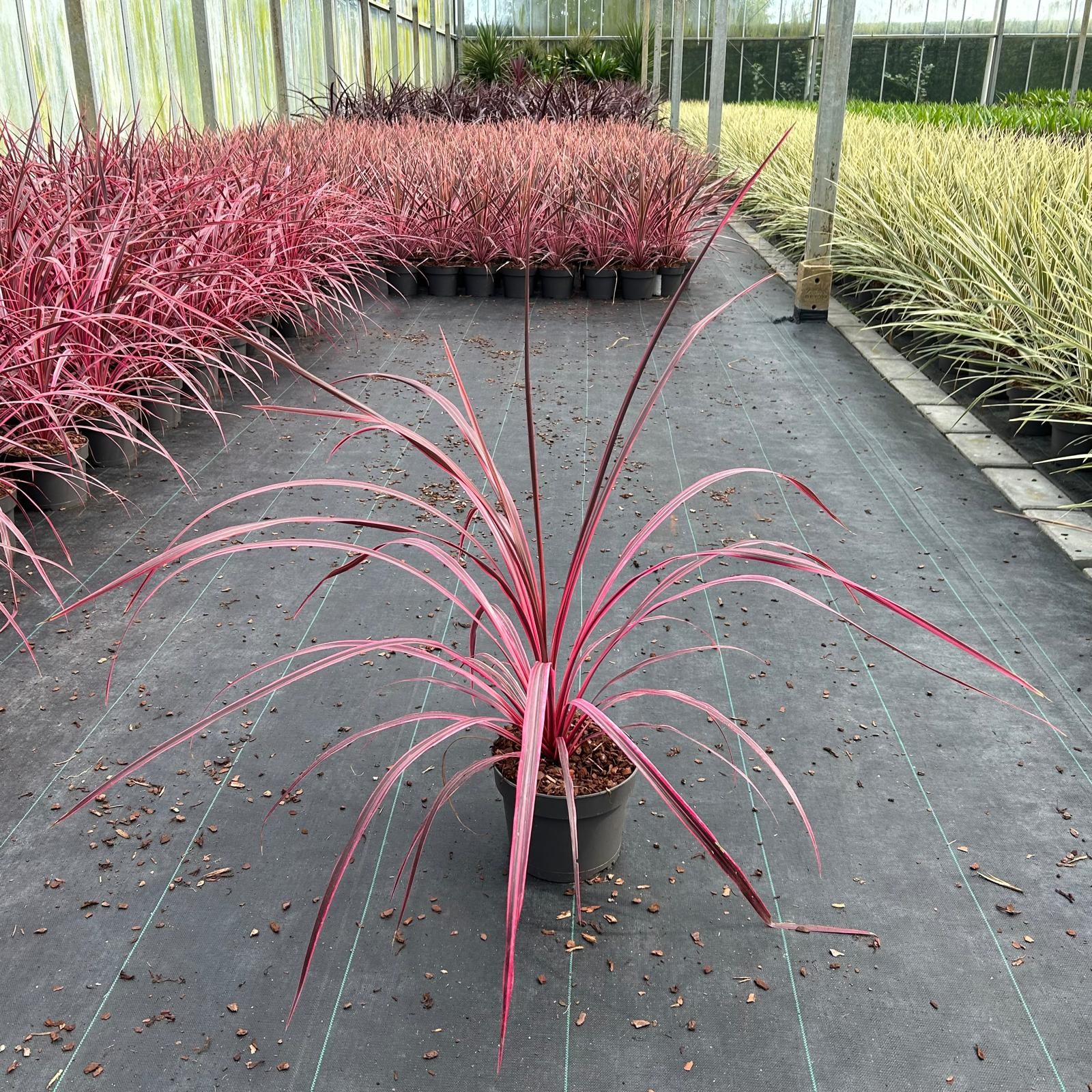 Picture of Cordyline Festival® Raspberry ('CorBzr01'PBR)