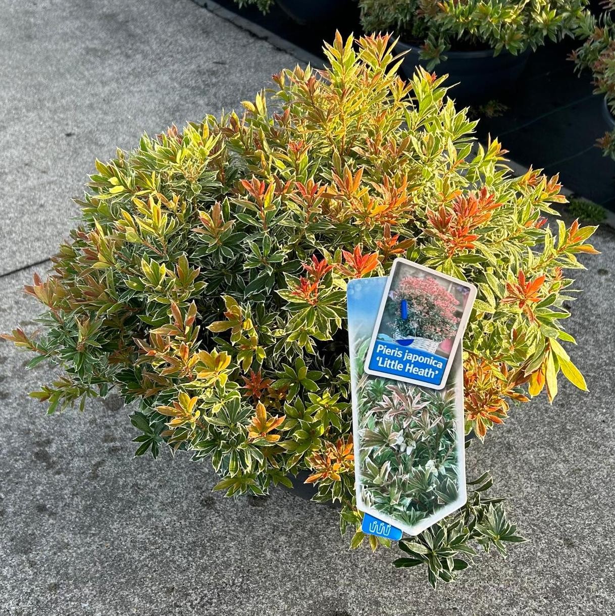 Picture of Pieris jap. Little Heath P33 BOWL (LOOSE)