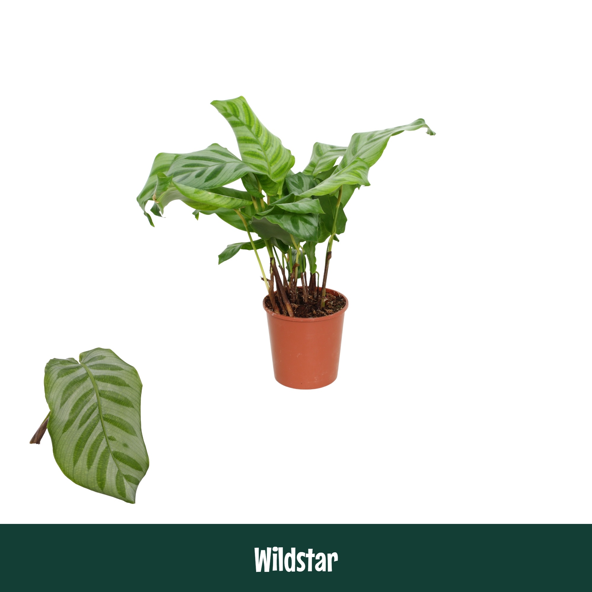 Calathea 12cm Wildstar - Living