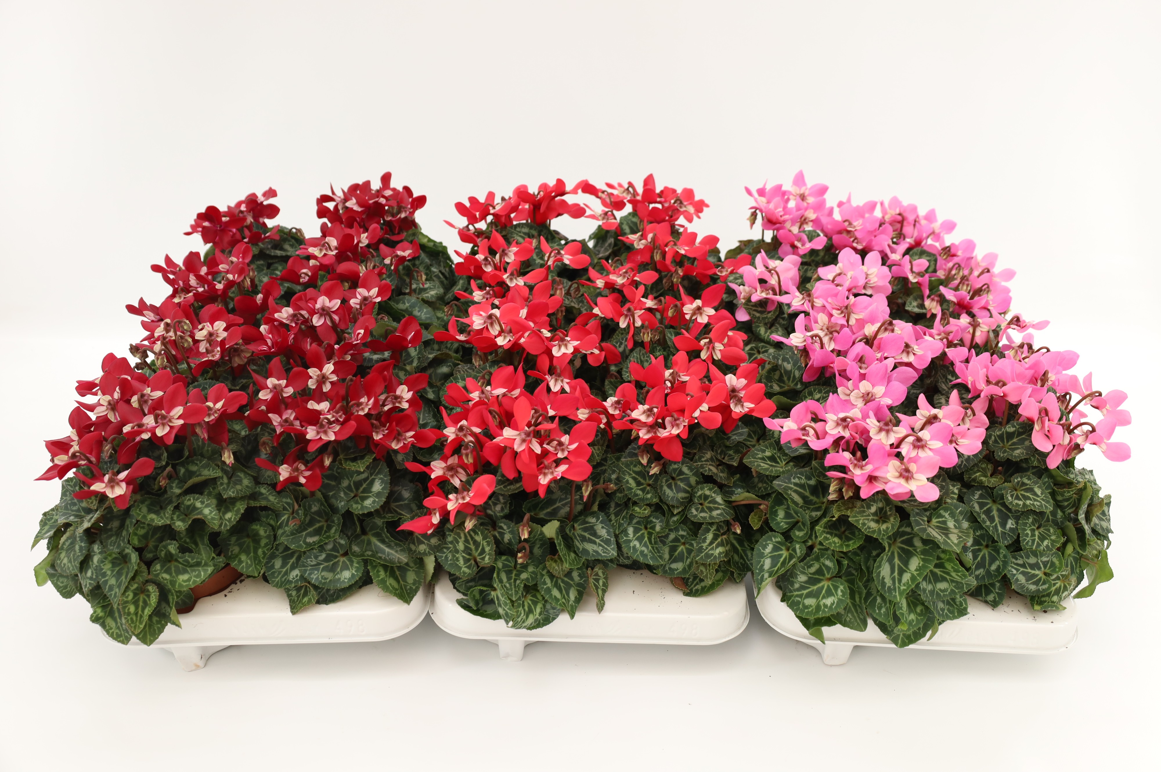 Picture of Cyclamen Djix Mixlayer P10.5 25CM