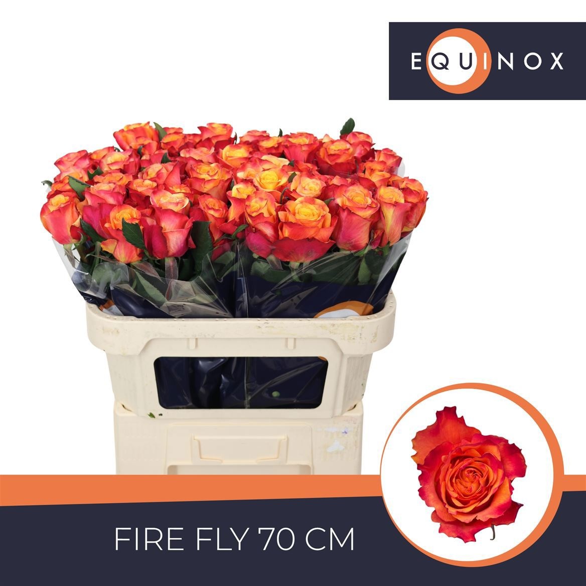 R Gr Fire Fly