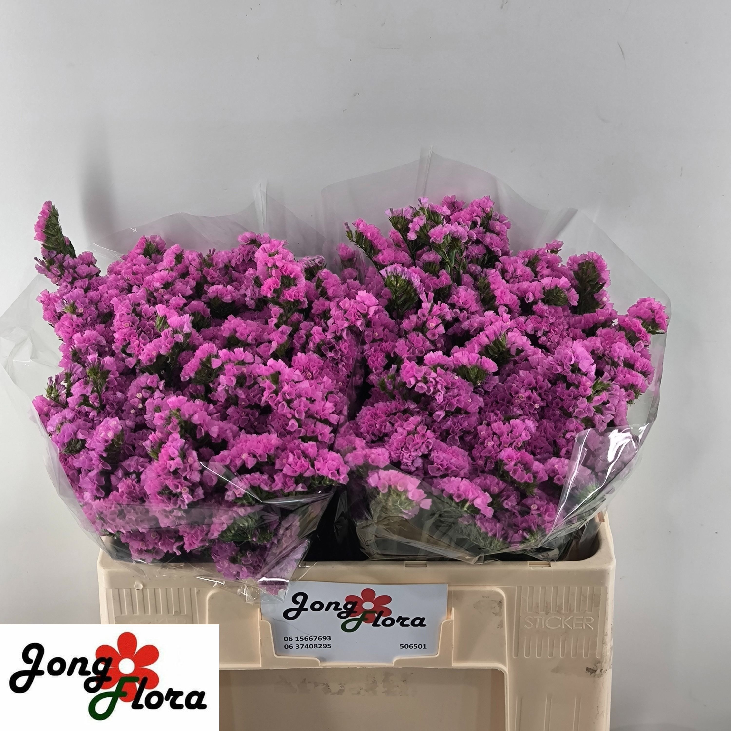 Limonium St Raspberry Wings 50cm 20gram