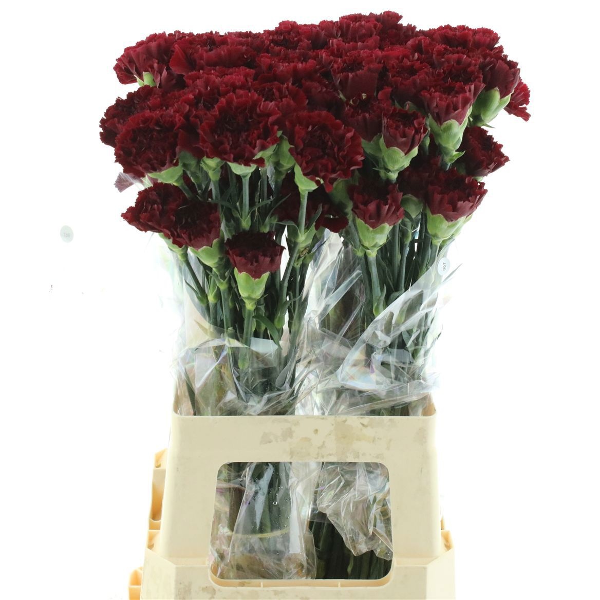 Dianthus Zurigo 70cm