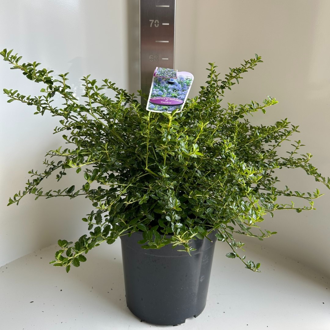 Picture of Ceanothus thyr. Repens P29 (10 Ltr) (LOOSE)