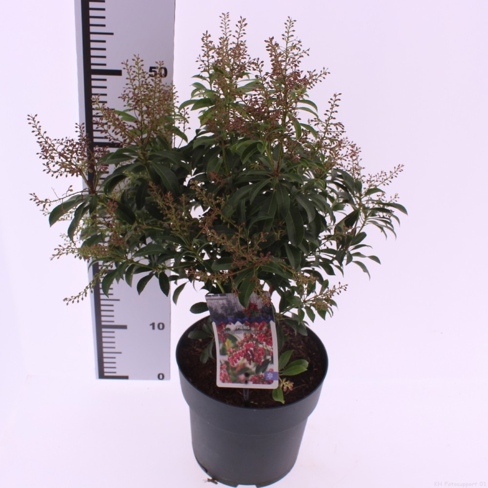 Picture of Pieris japonica 'Passion' PBR