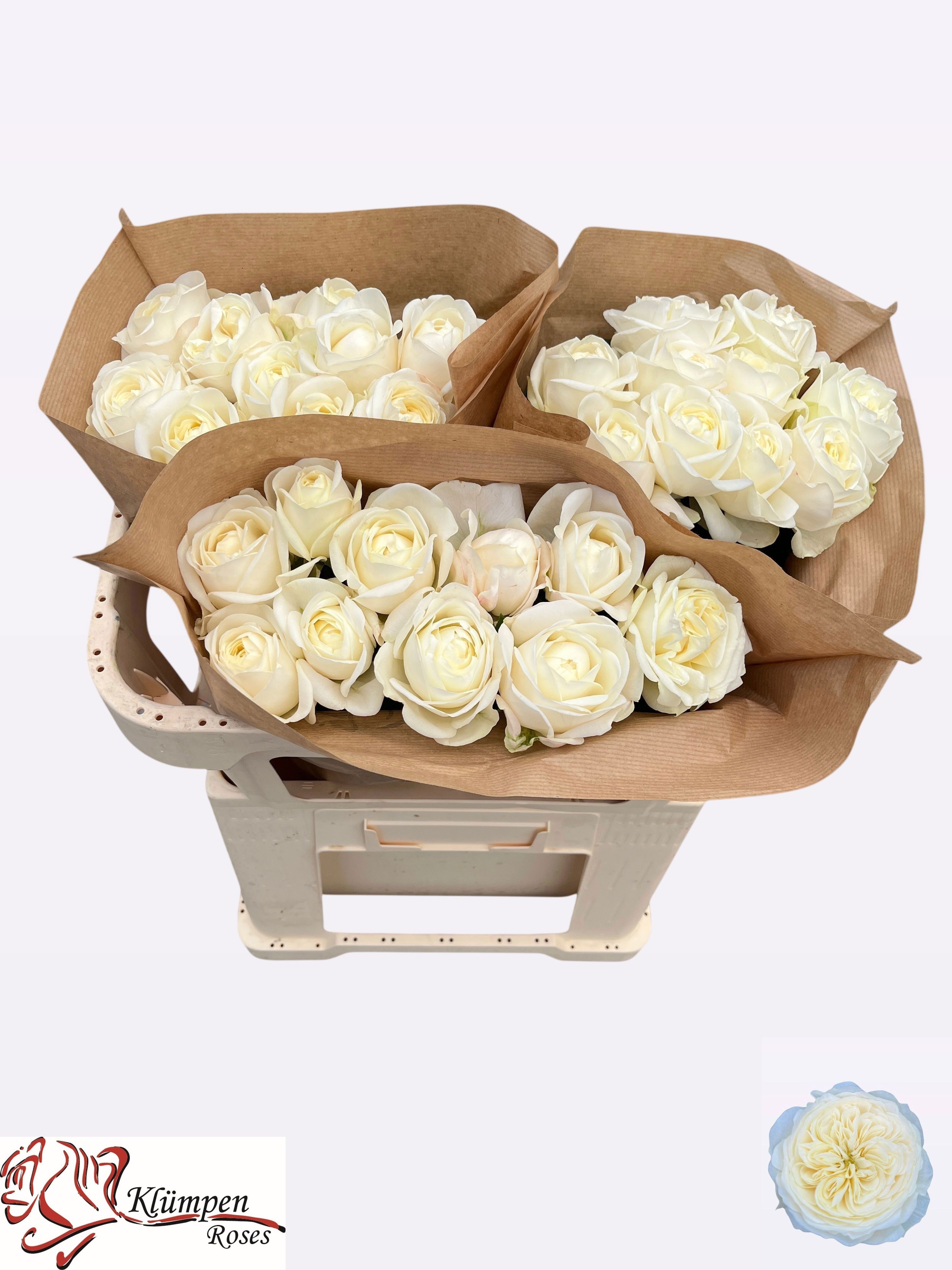 R Gr Chic White!