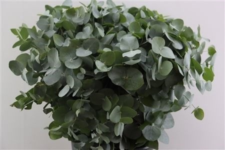 Euca Cinerea