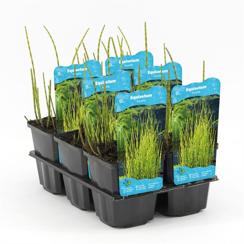 Equisetum fluviatile