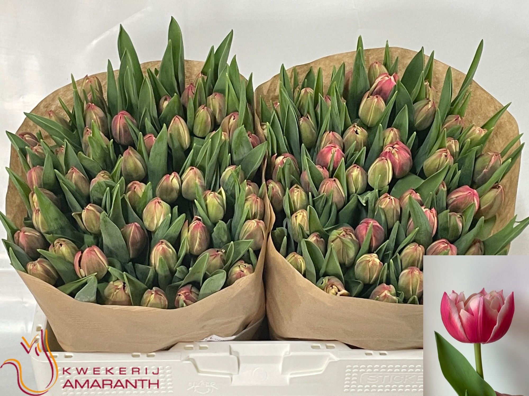 Tulipa Double Columbus 35cm 28gram